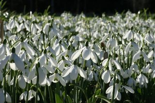 Galanthus S. Arnott